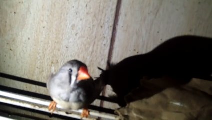 ZEBRA FINCH 102_8028