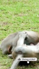 Macaquinhos Brincando | Natureza dos Macacos
