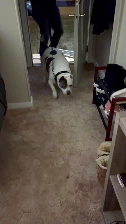 Dog Trips Going Down the Stairs