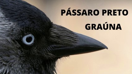 Pássaro Preto Cantando e seus Filhotes