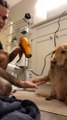 Pup isn't Impressed with at Home Spa Experience