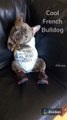 French Bulldog On Couch Wearing Tennis Shoes Noisily Eating Pickle | Hilarious French Bulldog