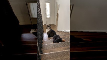 Dachshund Puppy Falls Down the Stairs, but is OK