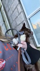 Chihuahua Pretends to Walk While Carried