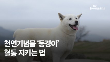 어깨에 칩 박고 중성화수술 필수…콧대 높은 토종견 혈통 지키기 [e즐펀한 토크]