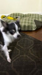 Wonka Teacup Chihuahua Has a Unique Sneeze