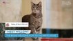 Bidens Welcome Official White House Cat: Meet Willow the 2-Year-Old Tabby