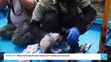 Brigadistas intentan rescatar a los animales afectados por el derrame de petróleo en Perú