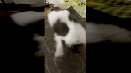 Wonka the Teacup Chihuahua Has a Unique Sneeze