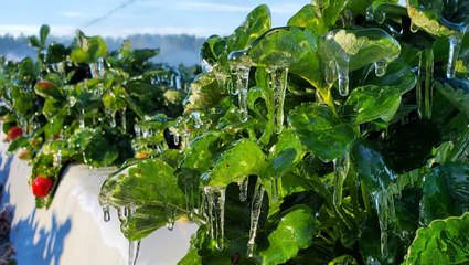 Florida farmers prepare for weekend hard freeze