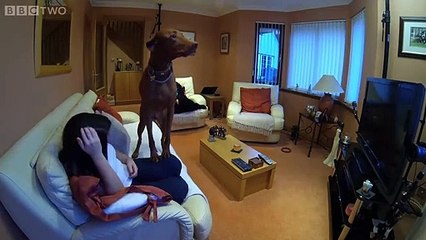 Inside the Animal Mind Saison 0 - Episode 1 Preview (EN)