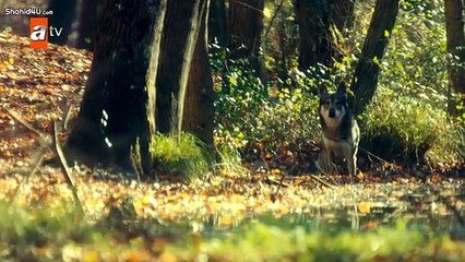 مسلسل الذئب الوحيد الحلقة1 الأولي مترجمة للعربية القسم 1