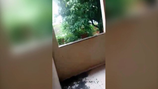 Moradores reclamam de imóvel e terrenos abandonados: Virou esconderijo para bichos e desocupados