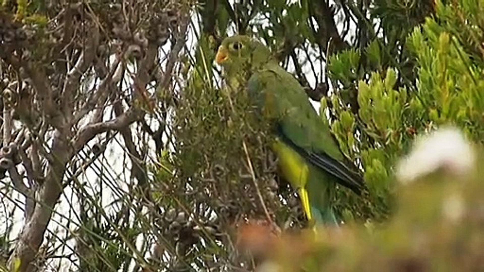 Critically Endangered Orange-bellied Parrot Species Hatching In Tasmania