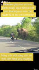 Voi con gặp nạn voi mẹ tìm người giúp đỡ cho bằng được: tình mẫu tử của loài vật cũng thiêng liêng lắm