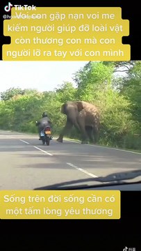 Voi con gặp nạn voi mẹ tìm người giúp đỡ cho bằng được: tình mẫu tử của loài vật cũng thiêng liêng lắm