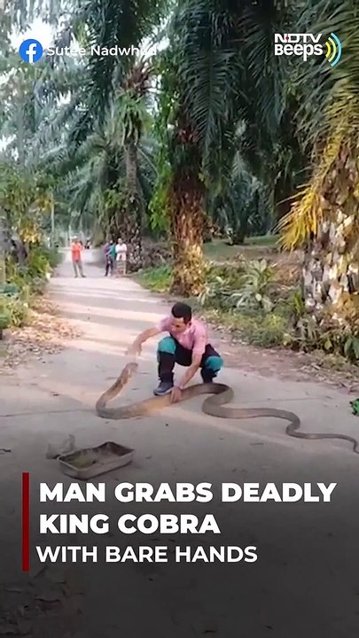 شاهد: رجل يمسك كوبرا ملك ضخمة بيده العارية