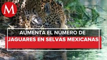 Jaguar recupera reinado en selvas mexicanas: aumenta población un 20 por ciento