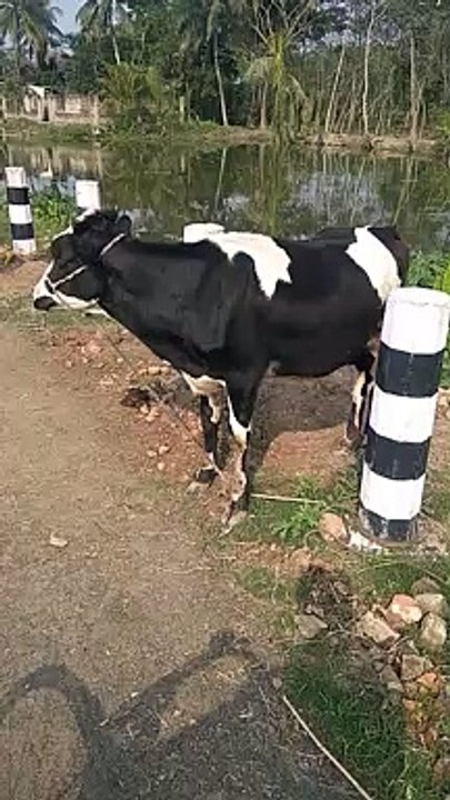 Cute cow || Cute cow video || Cow dance