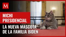 Joe y Jill Biden adoptan a un gatito; Willow será la nueva mascota de la Casa Blanca