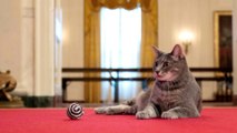 Willow the cat welcomed to the White House