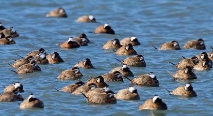 Son dakika haberleri! DİKKUYRUK ÖRDEĞİ, BURDUR GÖLÜ'NÜ TERK ETTİ