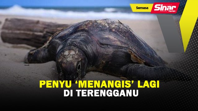 Penyu ‘menangis’ lagi di Terengganu