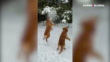 Köpeklerin ağaç dallarında biriken karla eğlencesi kamerada