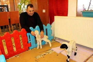 İkiz kuzuları restoranda besliyor