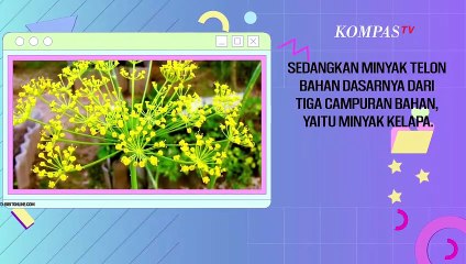 Minyak Telon dan Minyak Kayu Putih itu Berbeda