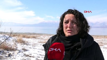 Dikkuyruk ördeği, Burdur Gölü'nü terk etti