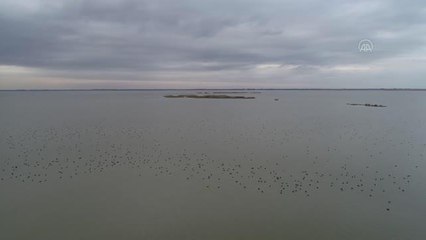 Çukurova Deltası göçmen misafirlerini ağırlamaya başladı