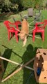 Dog Jumps Over DIY Hurdles