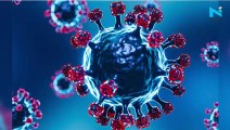 NeoCov, a kind of coronavirus, not a threat to humans until it mutates further: WHO