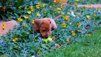 Funny dog video American dogs