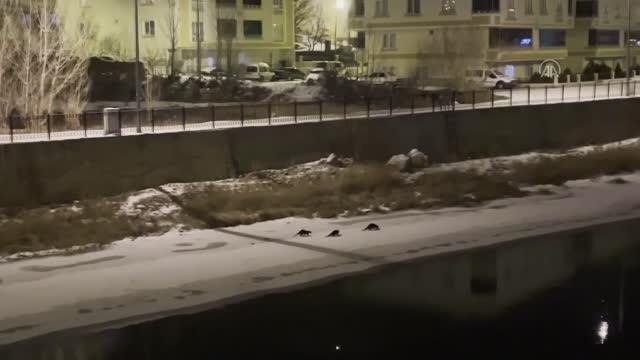 Son dakika gündem: Su samuru ailesinden alabalık tesisine gece operasyonu