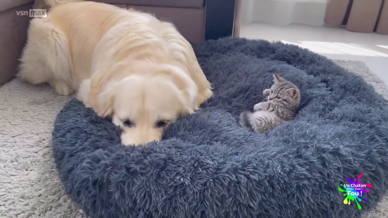 Un Chaton Fou ! Fou ! Fou ! 07