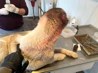 Köpeğin kulağını kesen çocuğa adli işlem ve para cezası