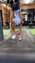 Happy Doggy Enjoying Some Indoor Exercise