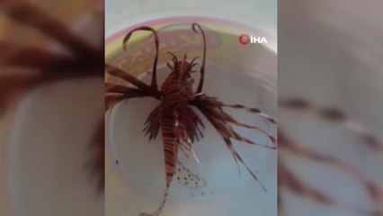 Kuşadası'nda zehirli aslan balığı yakalandı