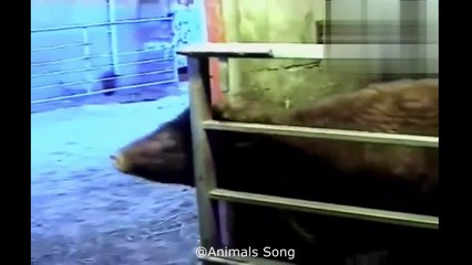 Funny Cow Dance And Funny Cow Song