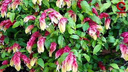 PARMANENT PLANT FOR GARDEN | EASY NON-STOP FLOWERS