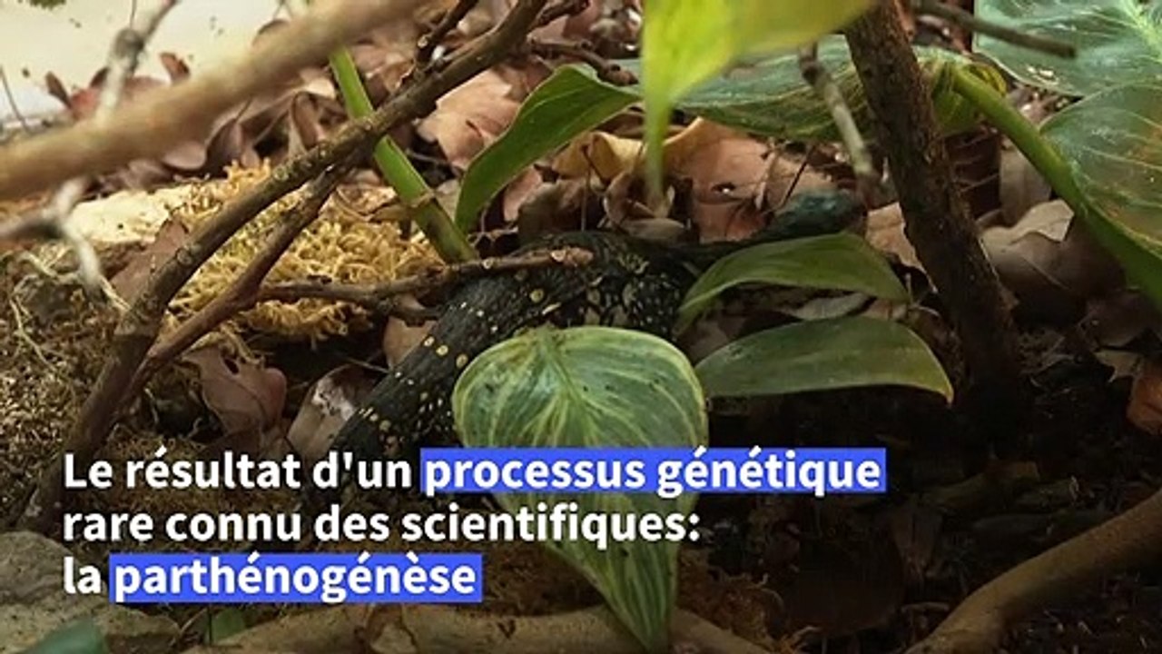 Phénomène rare: trois varans naissent sans fécondation dans le Lot