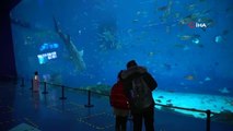 Çin'de robot balina köpekbalığı tanıtıldı