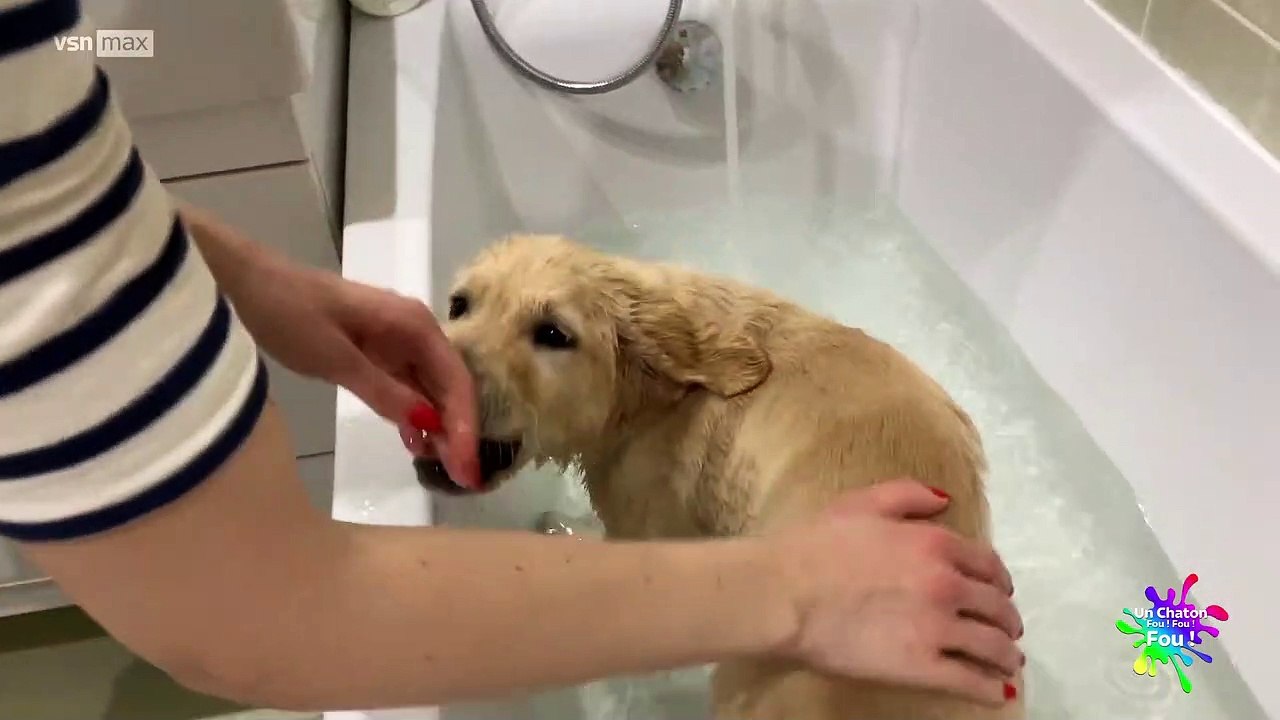 Un Chaton Fou ! Fou ! Fou ! 08