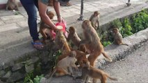 Monkey love ice cream || feeding 10 kg ice-cream to the wild monkey || feeding monkey