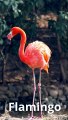 Flamingos viver até 40 anos