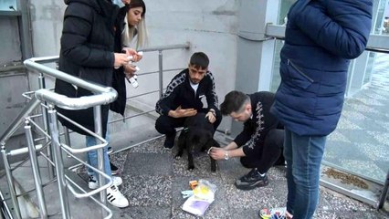 Sahipsiz pitbull köpek sokak köpeğiyle boğuştu, vatandaş seferber oldu