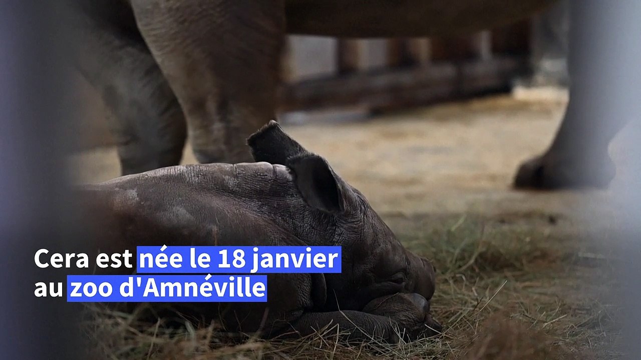Cera le bébé rhinocéros, "petite" dernière du zoo d'Amnéville