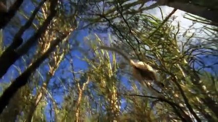 David Attenborough's Rise of Animals: Triumph of the Vertebrates Saison 0 - Trailer (EN)